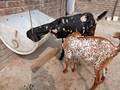 Goats Nagri Desi Doghli Makhi Chini Beautiful