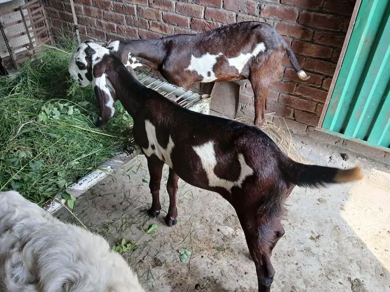 Bakra or Bakri Beetal & Nagri Goats — photo 6
