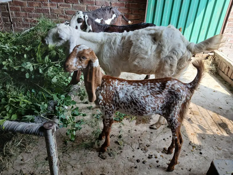 Bakra or Bakri Beetal & Nagri Goats — photo 7