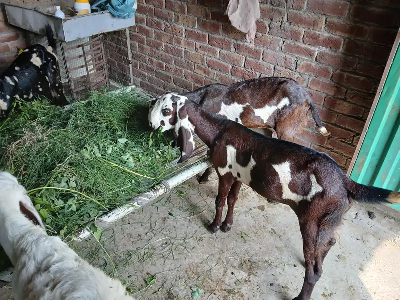 Bakra or Bakri Beetal & Nagri Goats — photo 8