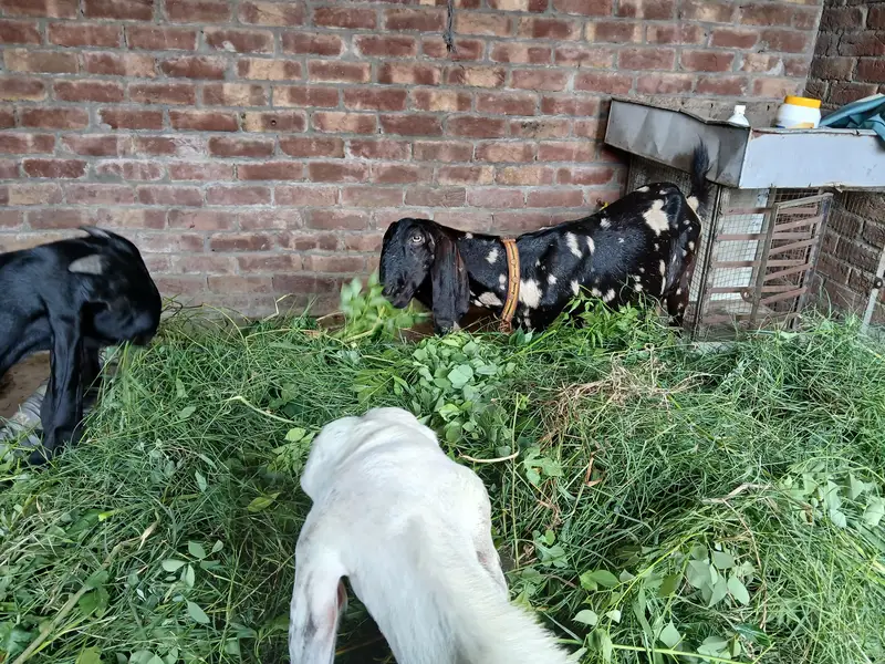 Bakra or Bakri Beetal & Nagri Goats — photo 9