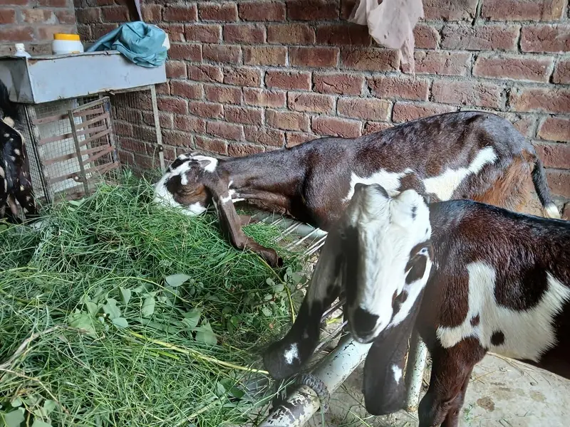 Bakra or Bakri Beetal & Nagri Goats — photo 10