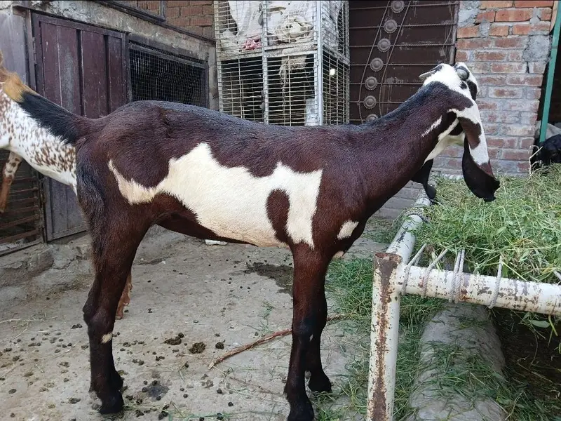 Bakra or Bakri Beetal & Nagri Goats — photo 12