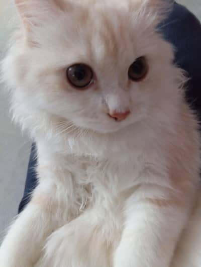 Persian Cat