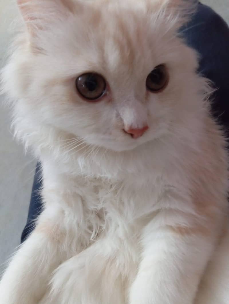 Persian Cat 0