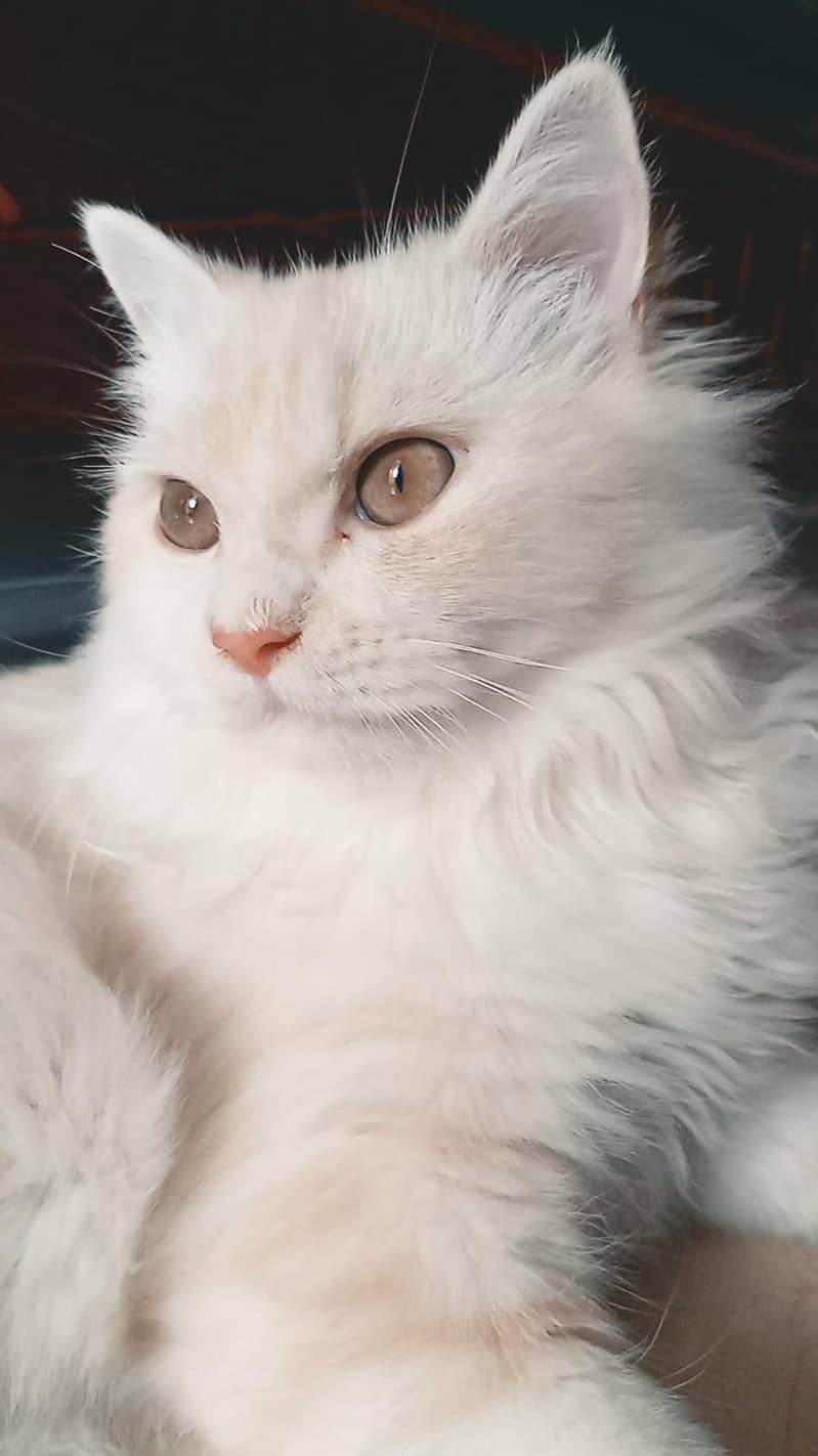 Persian Cat 1
