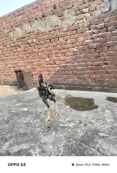 High quality Shamo Pair for sale