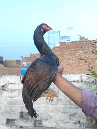 mushki madi for sell