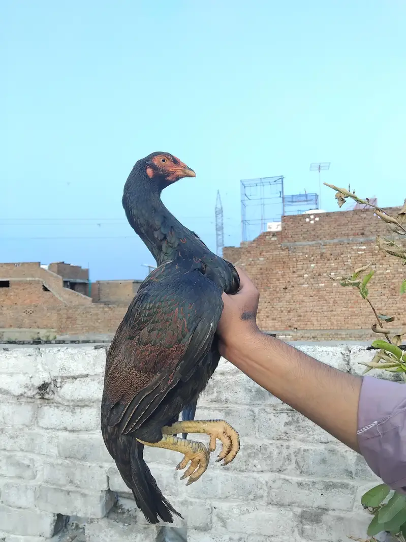 mushki madi for sell — photo 2