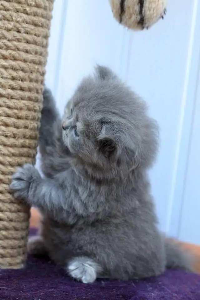 kitten Male & Female — photo 2
