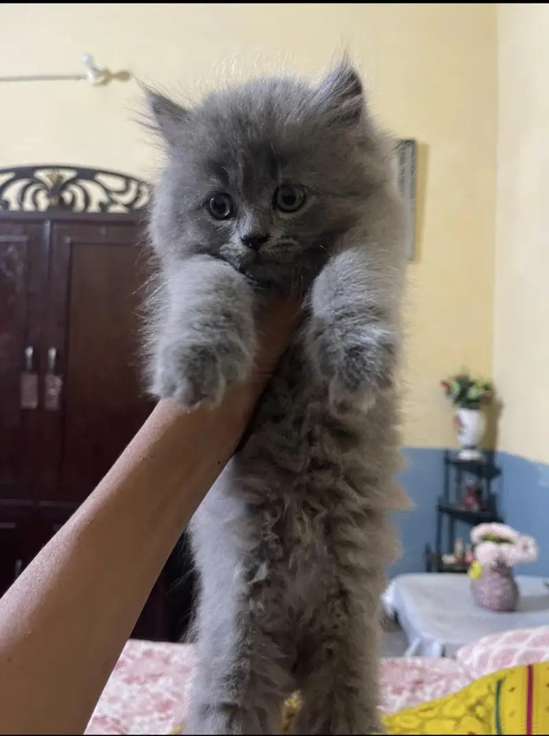 kitten Male & Female — photo 3