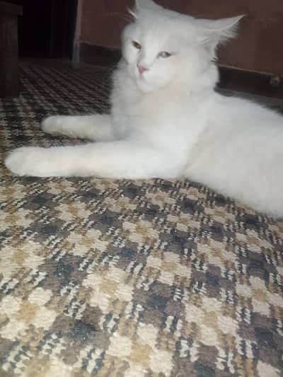 One Blue eyes and one is Brown