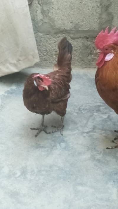 Desi Murga & Misri Murgi For sale. 03182857678. wattsapp number.