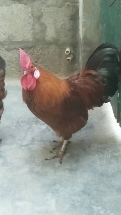 Desi Murga & Misri Murgi For sale. 03182857678. wattsapp number.