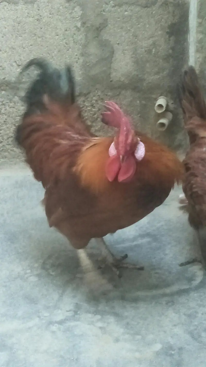 Desi Murga & Misri Murgi For sale. 03182857678. wattsapp number. — photo 3