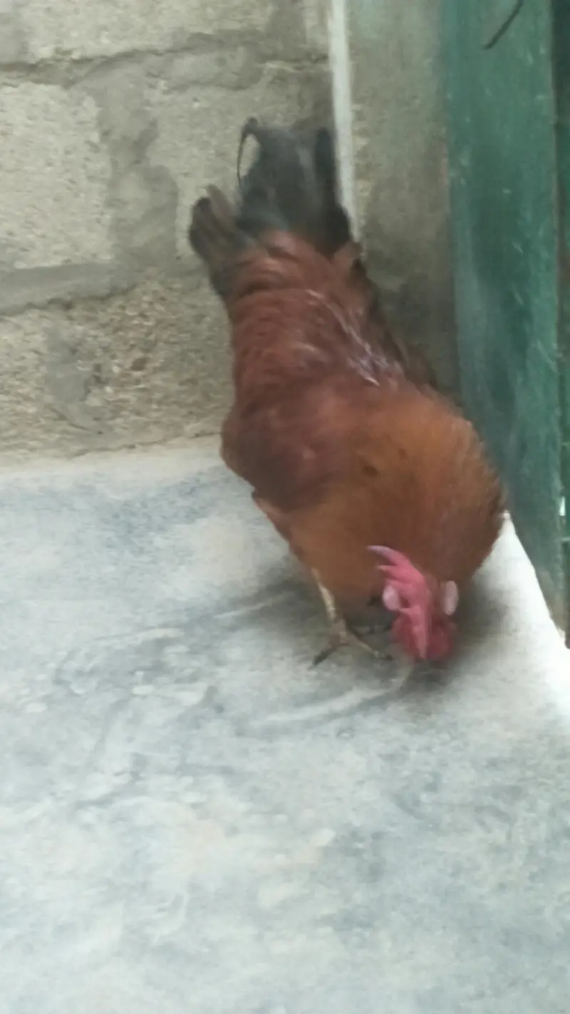 Desi Murga & Misri Murgi For sale. 03182857678. wattsapp number. — photo 4