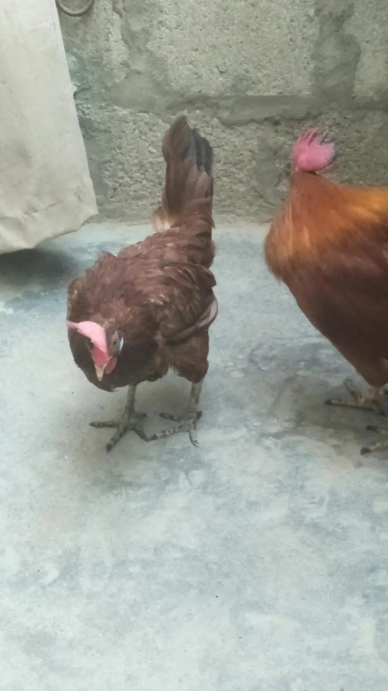 Desi Murga & Misri Murgi For sale. 03182857678. wattsapp number. — photo 5