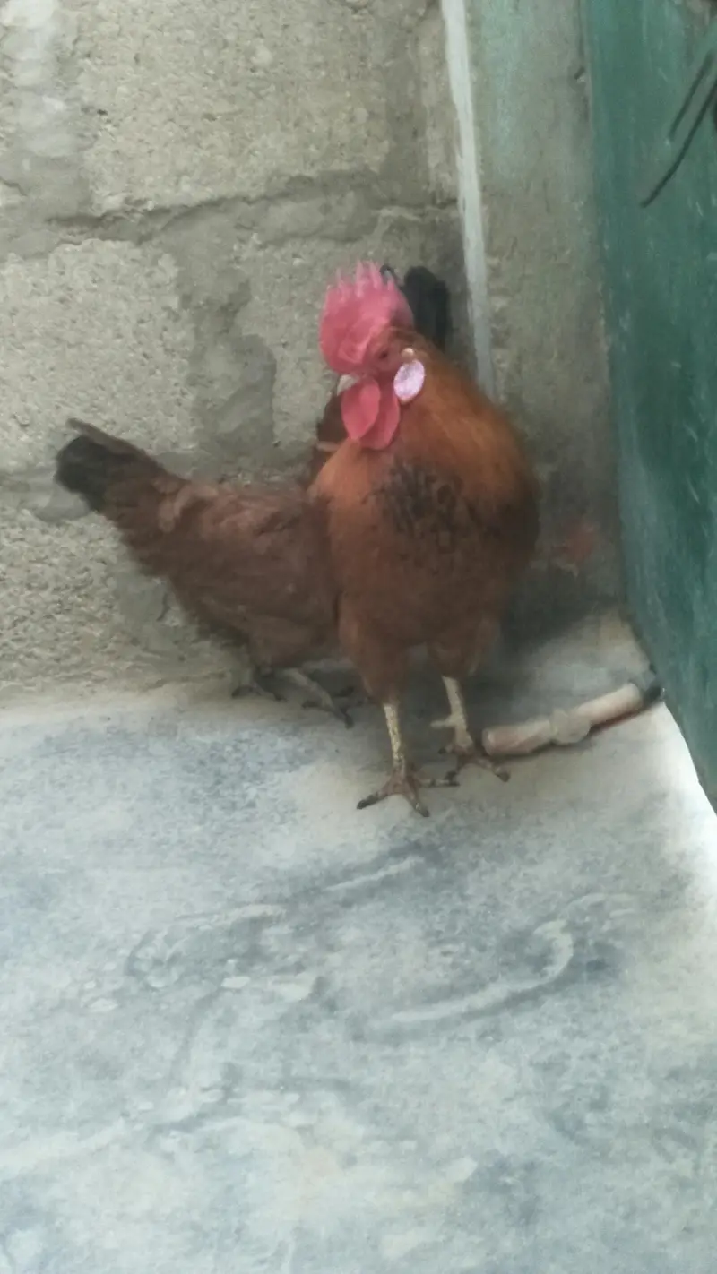Desi Murga & Misri Murgi For sale. 03182857678. wattsapp number. — photo 6