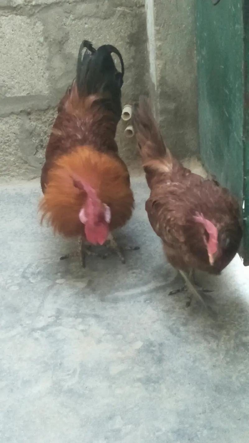 Desi Murga & Misri Murgi For sale. 03182857678. wattsapp number. — photo 7