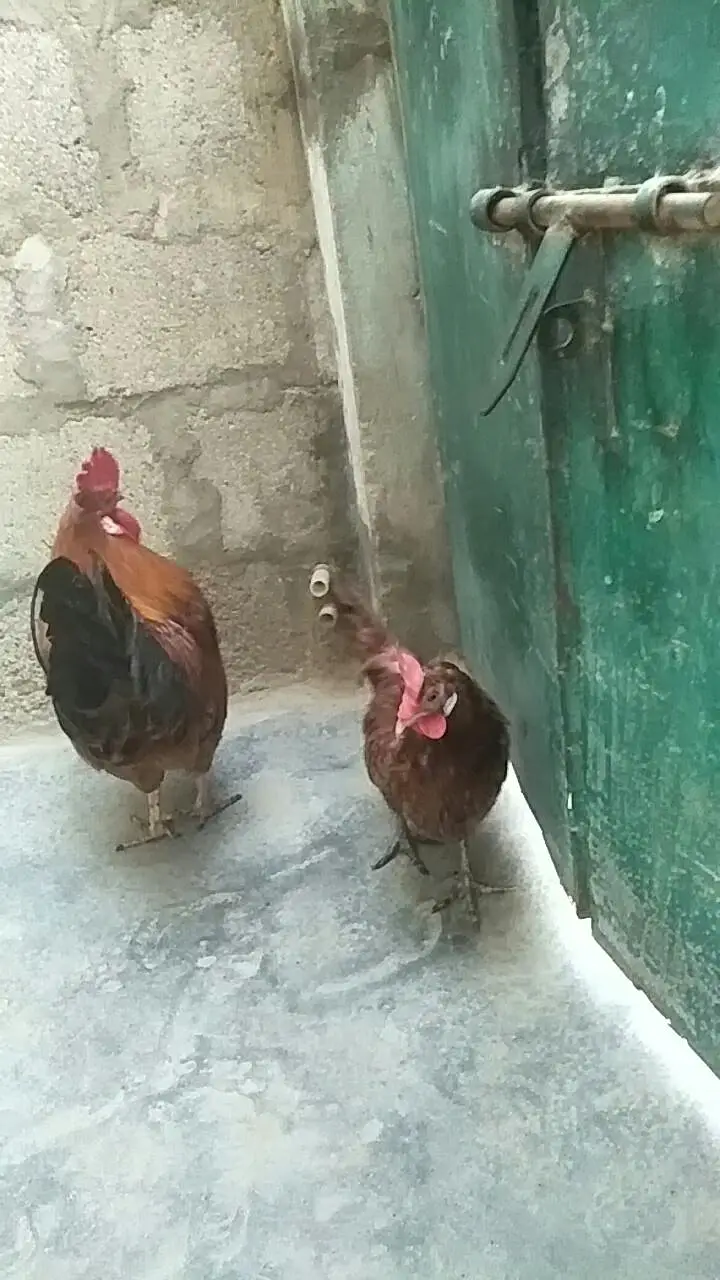 Desi Murga & Misri Murgi For sale. 03182857678. wattsapp number. — photo 8