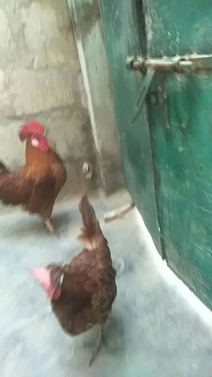 Desi Murga & Misri Murgi For sale. 03182857678. wattsapp number. — photo 9