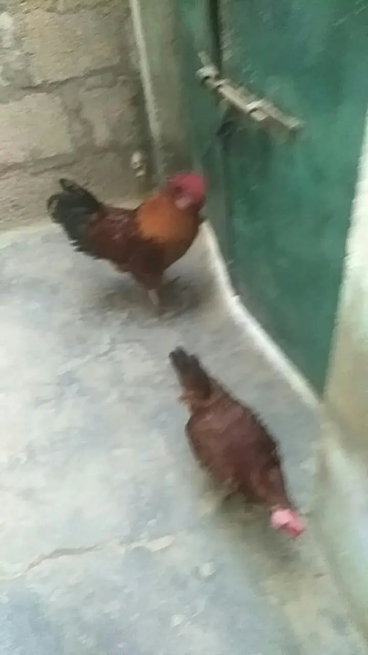 Desi Murga & Misri Murgi For sale. 03182857678. wattsapp number. — photo 10