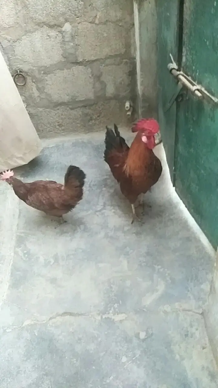 Desi Murga & Misri Murgi For sale. 03182857678. wattsapp number. — photo 11