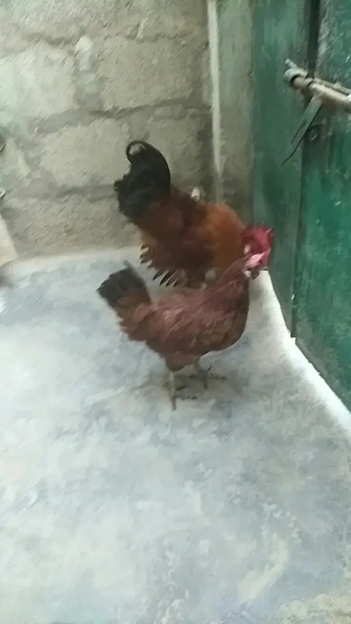 Desi Murga & Misri Murgi For sale. 03182857678. wattsapp number. — photo 12