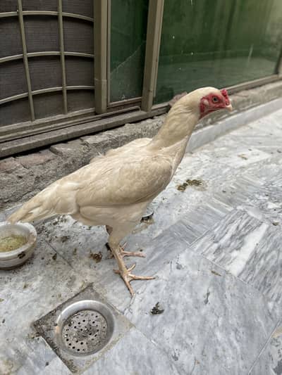 Shamo murgiyan for sale
