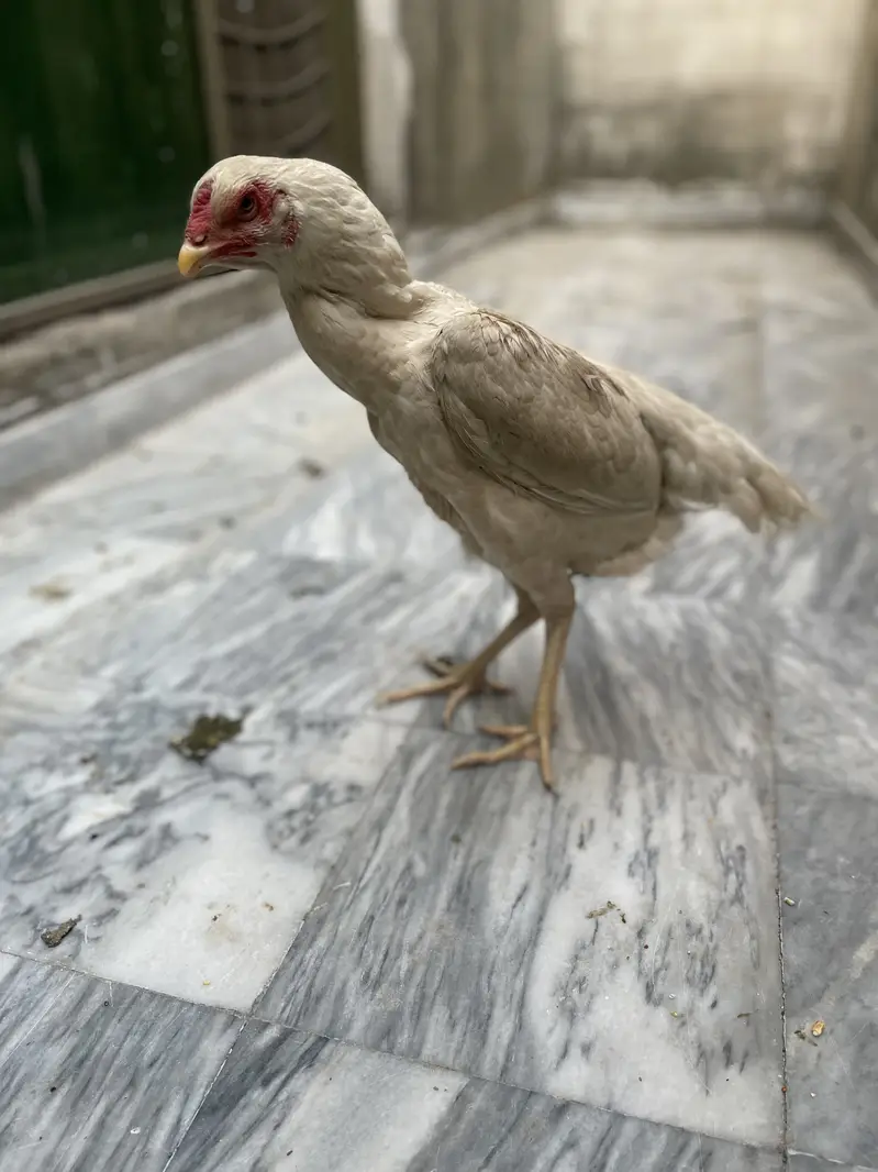 Shamo murgiyan for sale — photo 2