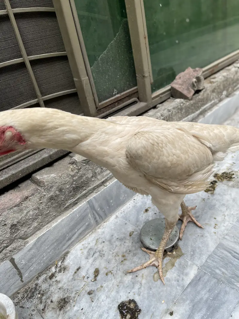 Shamo murgiyan for sale — photo 5