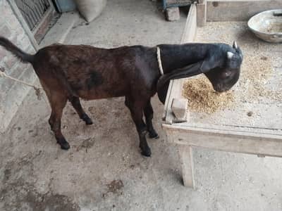 Bakra for sale