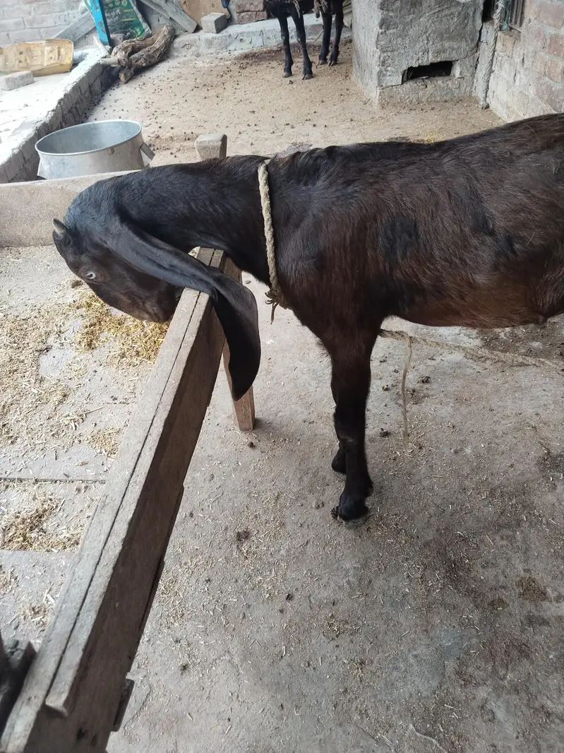 Bakra for sale — photo 2
