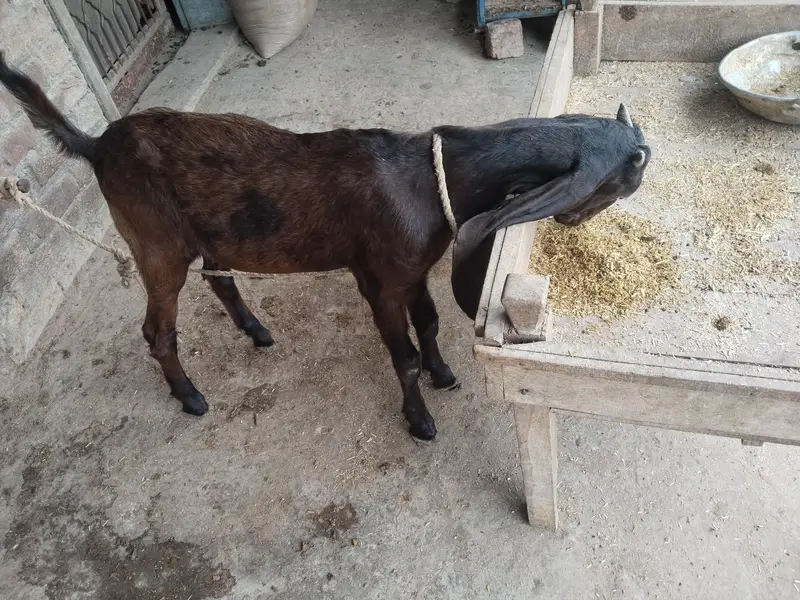 Bakra for sale — photo 3