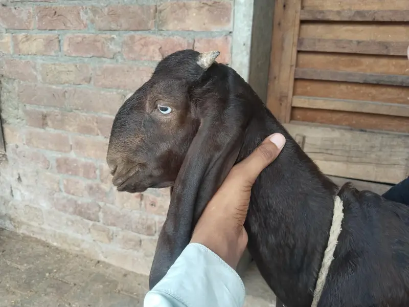 Bakra for sale — photo 4
