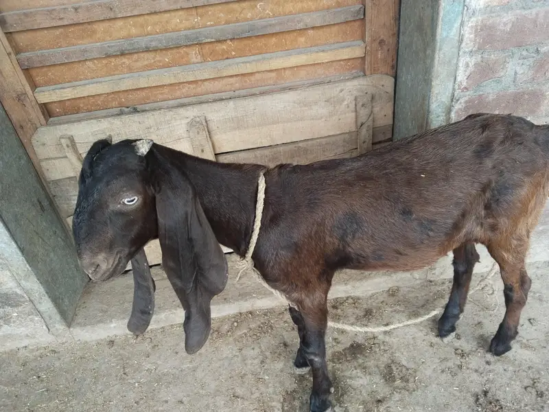 Bakra for sale — photo 5