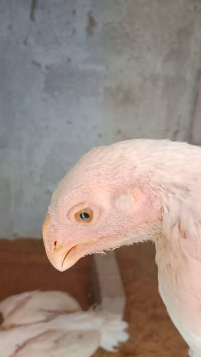 Pure white Parrot Beak Heera