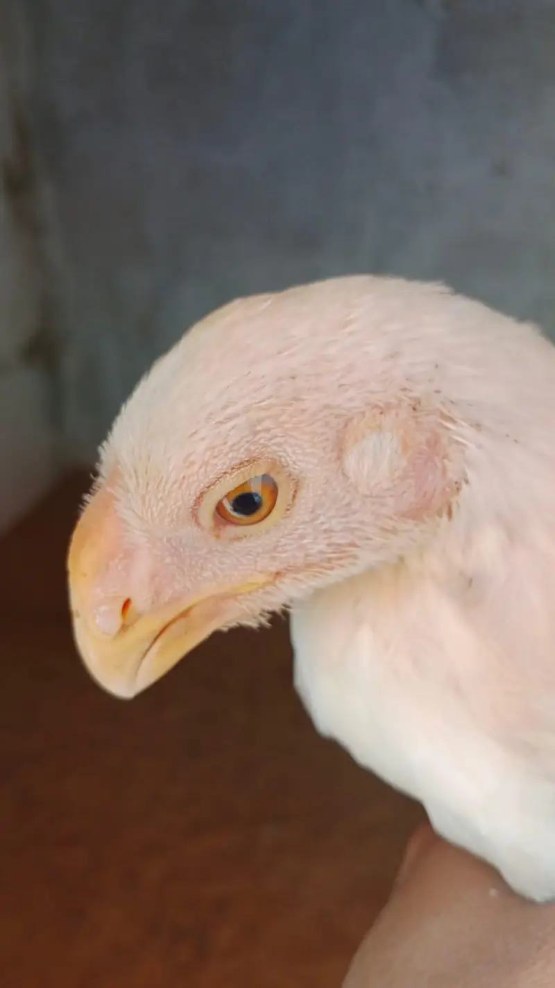 Pure white Parrot Beak Heera — photo 2