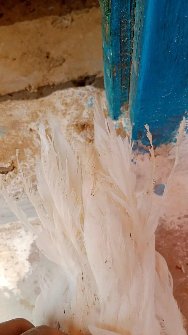 Pure white Parrot Beak Heera — photo 3