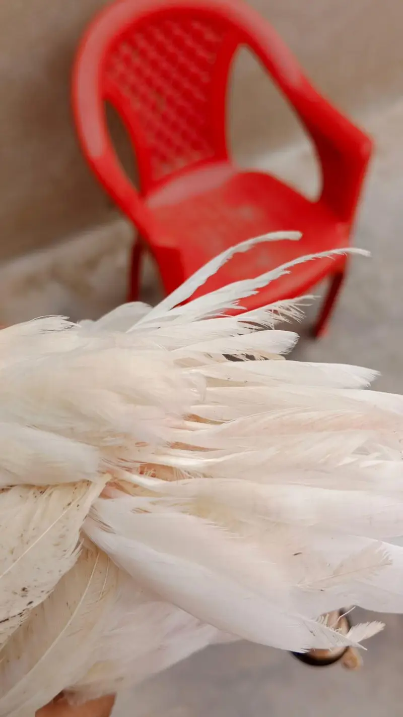 Pure white Parrot Beak Heera — photo 4