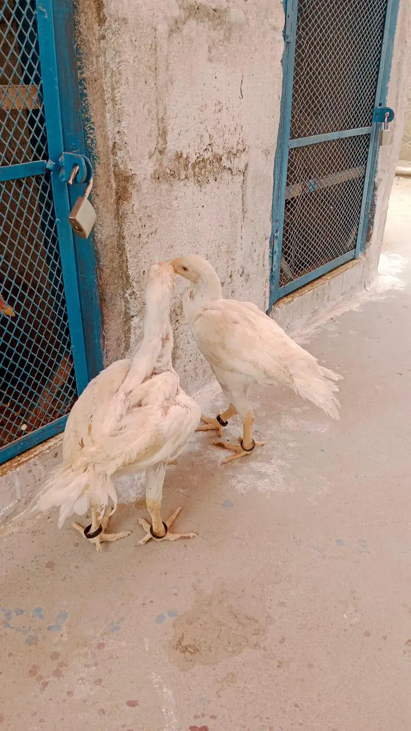Pure white Parrot Beak Heera — photo 5