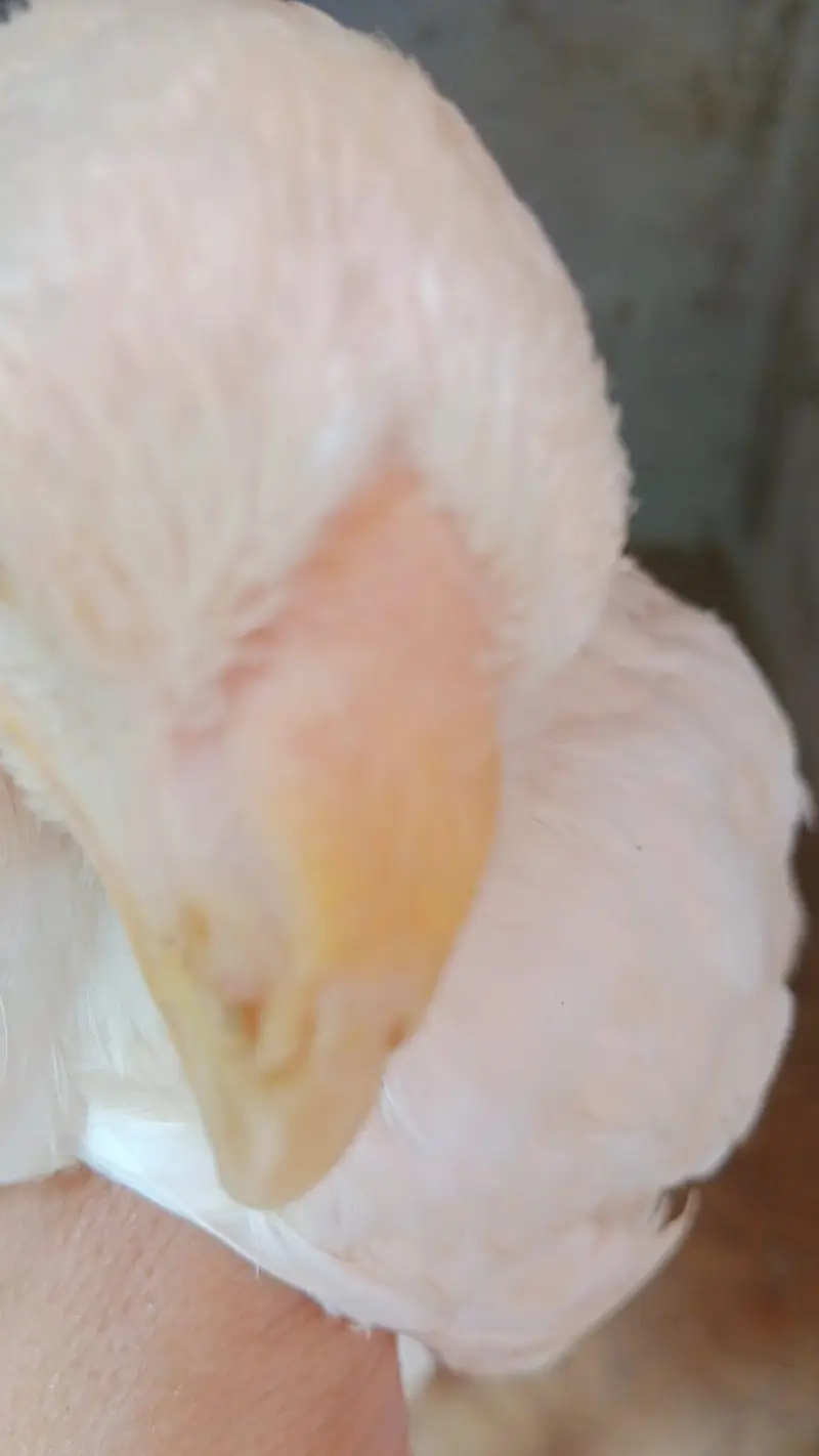 Pure white Parrot Beak Heera — photo 6