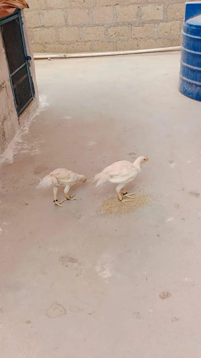 Pure white Parrot Beak Heera — photo 7