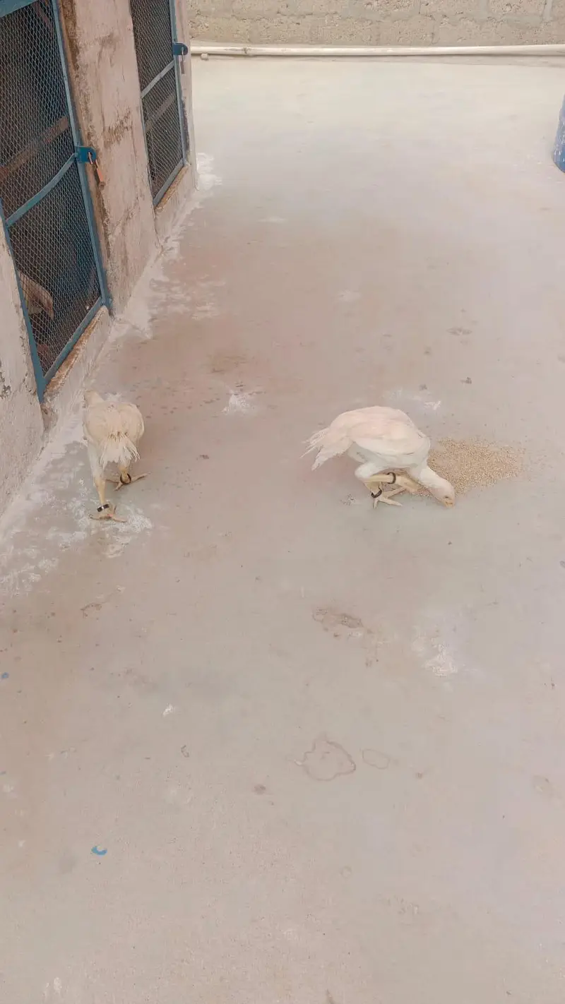 Pure white Parrot Beak Heera — photo 8