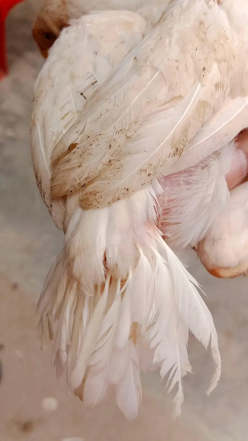 Pure white Parrot Beak Heera — photo 9