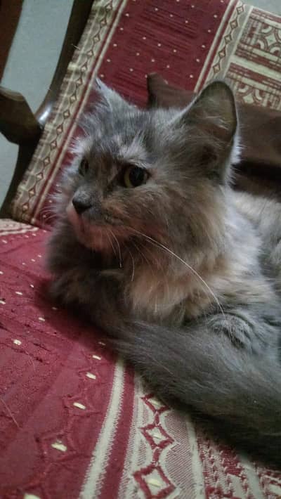 Persian Cat