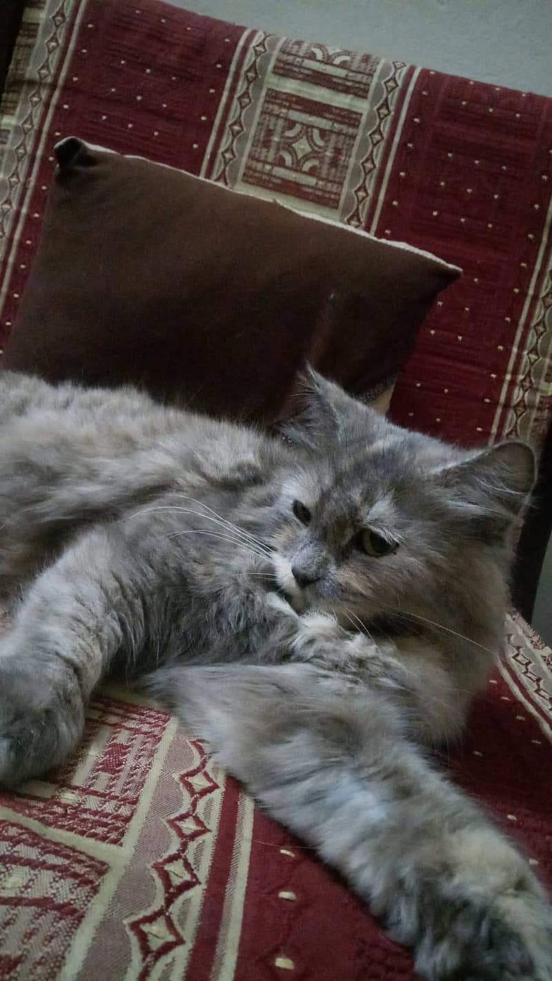 Persian Cat 1