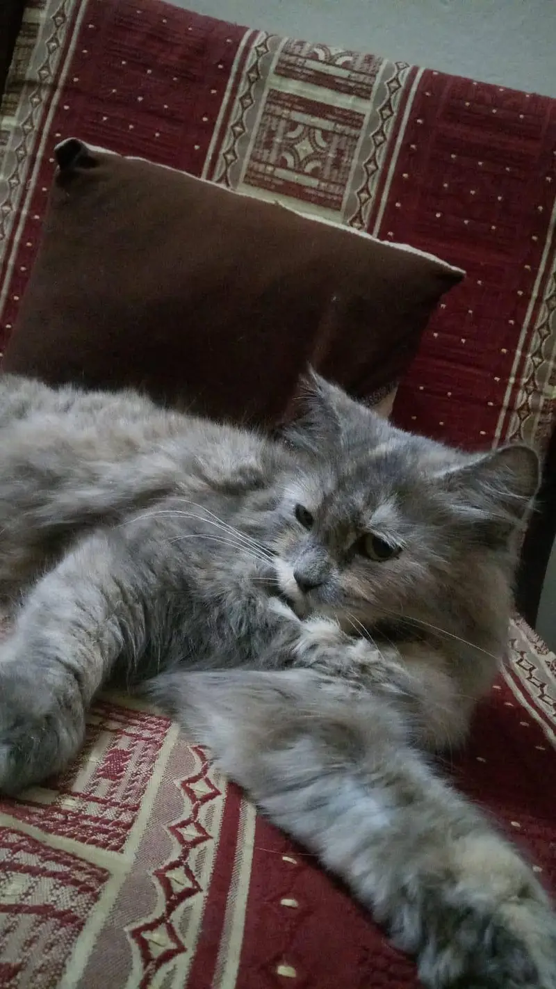 Persian Cat — photo 2