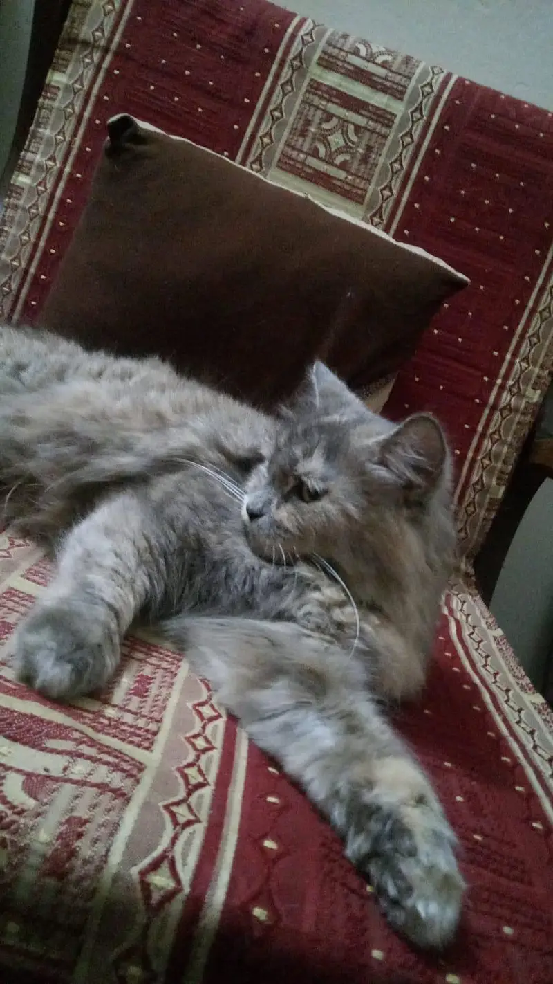 Persian Cat — photo 3