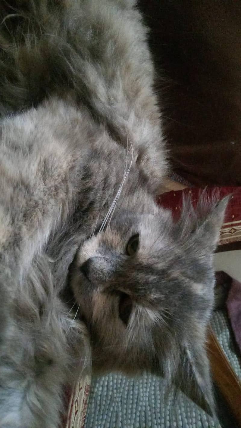 Persian Cat 3